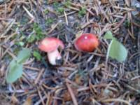 Russula sanguinaria image