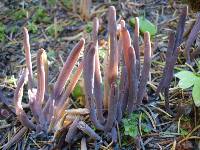 Alloclavaria purpurea image