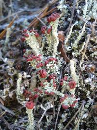 Cladonia bellidiflora image