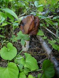 Gyromitra infula image