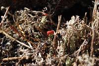 Cladonia bellidiflora image