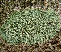 Lecanora hybocarpa image