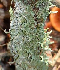 Cladonia coniocraea image