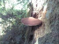 Ganoderma applanatum image