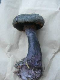 Cortinarius violaceus image