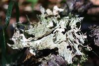 Lobaria pulmonaria image