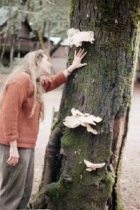 Pleurotus ostreatus image