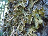 Lobaria pulmonaria image