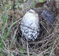 Coprinus comatus image