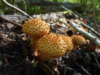 Pholiota squarrosa image