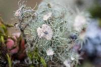 Usnea intermedia image