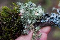 Usnea intermedia image