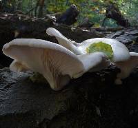 Pleurotus ostreatus image