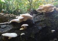 Pleurotus ostreatus image