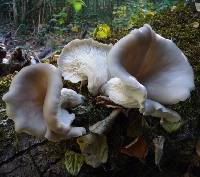 Pleurotus ostreatus image