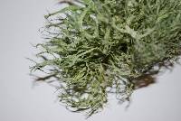 Ramalina farinacea image