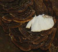 Trametes versicolor image