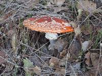 Amanita muscaria image