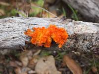 Tremella aurantia image