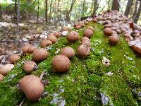 Lycoperdon pyriforme image