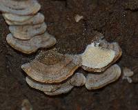 Trametes versicolor image