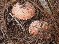 Amanita muscaria subsp. flavivolvata image