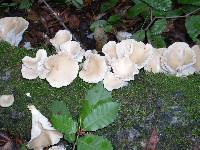 Pleurotus ostreatus image