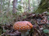 Amanita muscaria image