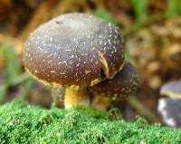 Image of Hypholoma brunneum