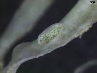 Ramalina farinacea image