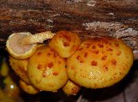 Pholiota aurivella image