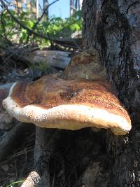 Fomitopsis pinicola image