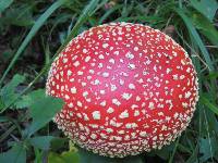 Amanita muscaria image