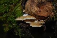 Image of Crepidotus mollis