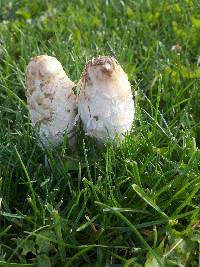 Coprinus comatus image