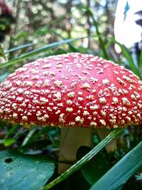 Amanita muscaria image