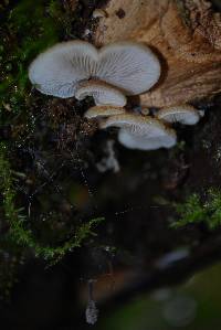 Crepidotus mollis image