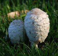 Coprinus comatus image