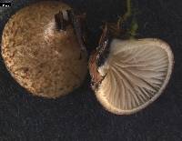 Crepidotus mollis image