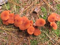 Laccaria laccata image