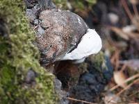 Ganoderma brownii image