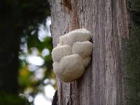 Hericium erinaceus image