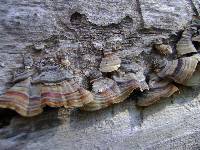 Trametes versicolor image