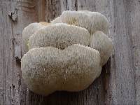 Hericium erinaceus image