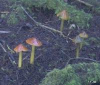 Hygrocybe singeri image