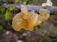 Tremella mesenterica image