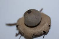 Geastrum saccatum image