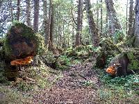 Laetiporus conifericola image