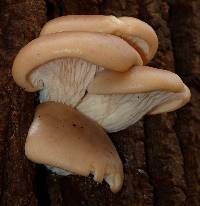 Pleurotus ostreatus image