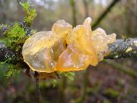 Tremella mesenterica image